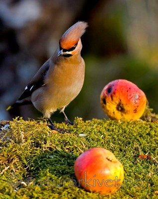 BB 05 0046 / Bombycilla garrulus / Sidensvans